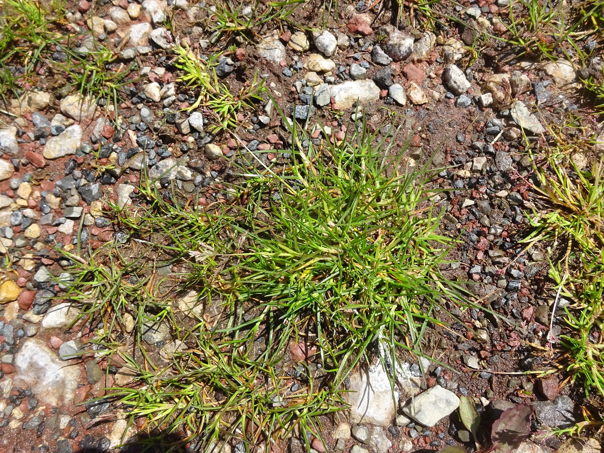 Poa annua subsp. annua var. reptans (Poaceae)